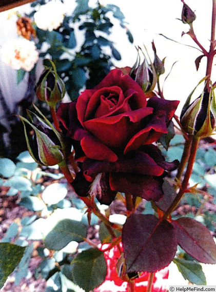 'GRAnib' rose photo
