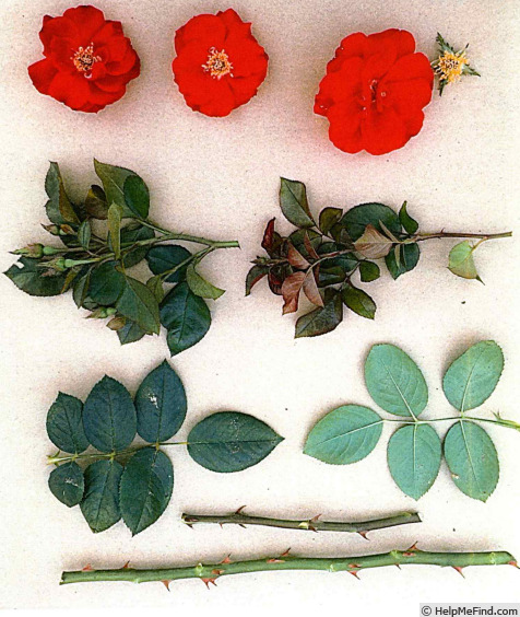 'ZARrefree' rose photo