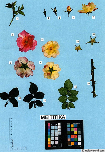 'MEItitika' rose photo