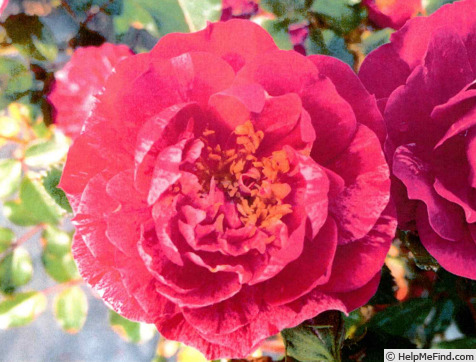 'SPRoulsun' rose photo