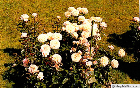 'KORbrocaze' rose photo