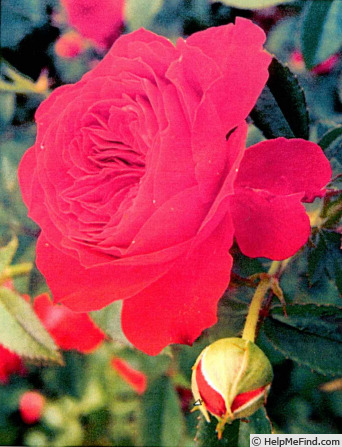 'ALTcaptain' rose photo