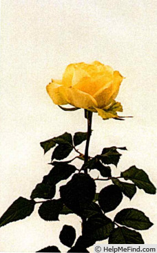 'KORone006' rose photo