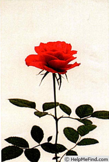 'KORone001' rose photo
