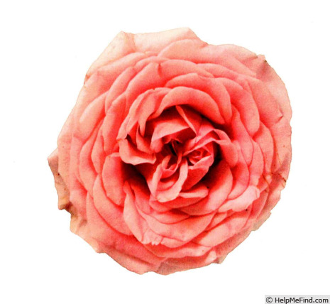 'QIR 1621' rose photo