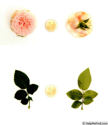 'QIR 1621' rose photo