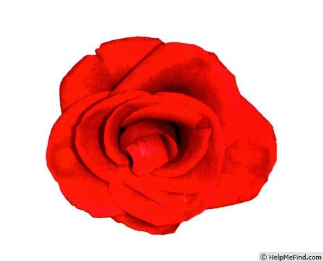 'QIR 1631' rose photo