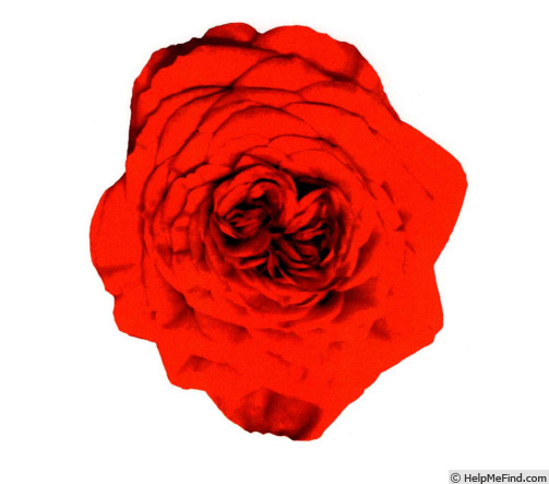 'QIR 1611' rose photo