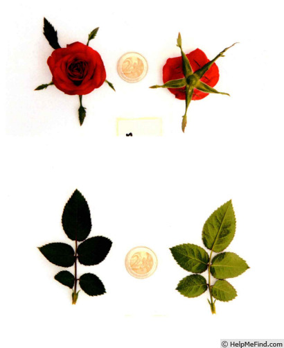 'QIR 1611' rose photo