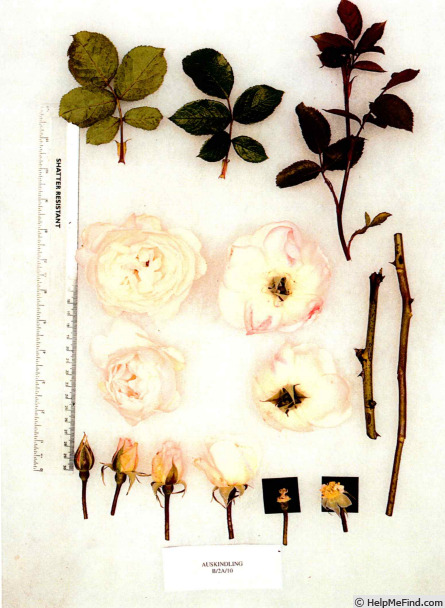 'AUSkindling' rose photo