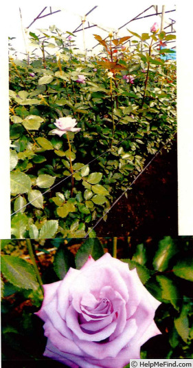 'FLORI 0102' rose photo