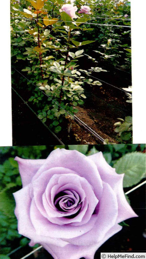 'FLORI 6101' rose photo