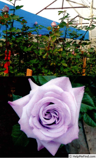 'FLORI 3701' rose photo