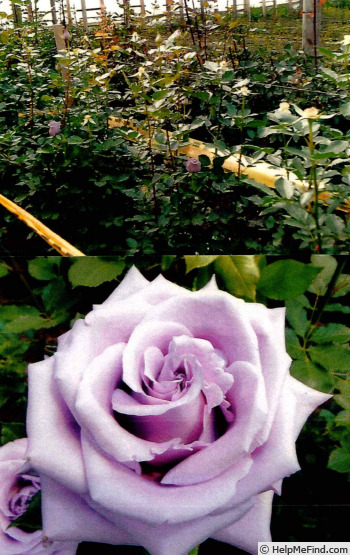 'FLORI 1301' rose photo