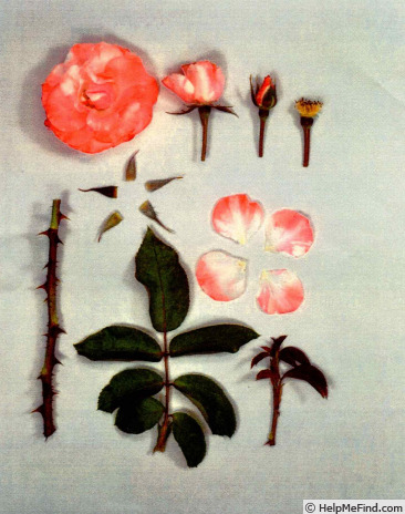 'KORbaymun' rose photo
