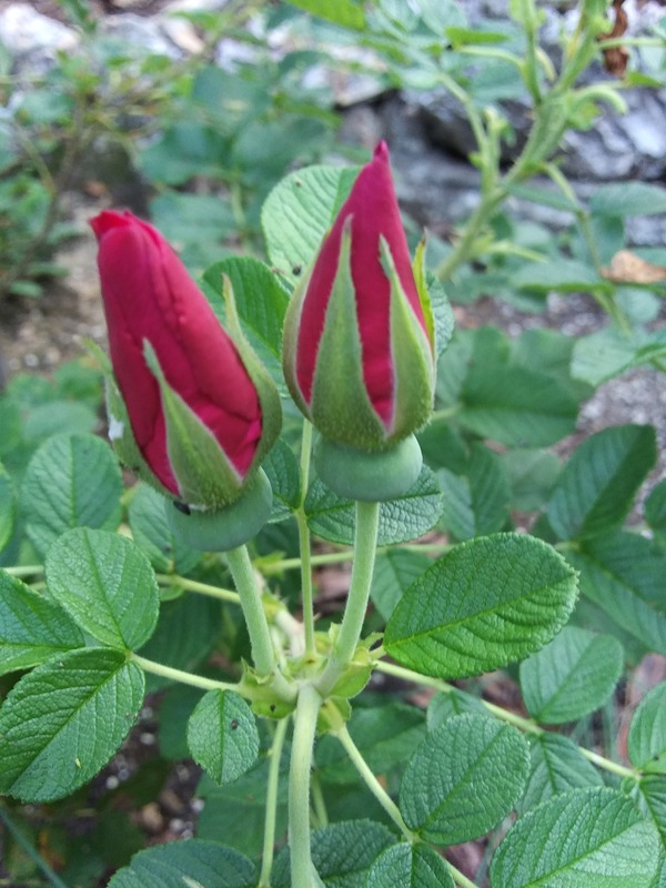 'Jubilee (hybrid rugosa)' rose photo