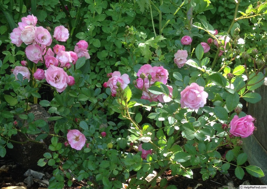 'Marie Brissonet' rose photo