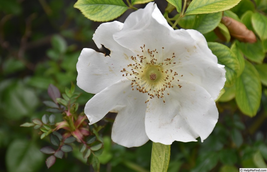 'Cherokee Rose' rose photo