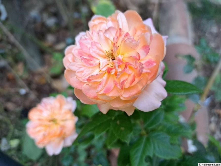'King Arthur ® (floribunda, Harkness, 1988)' rose photo