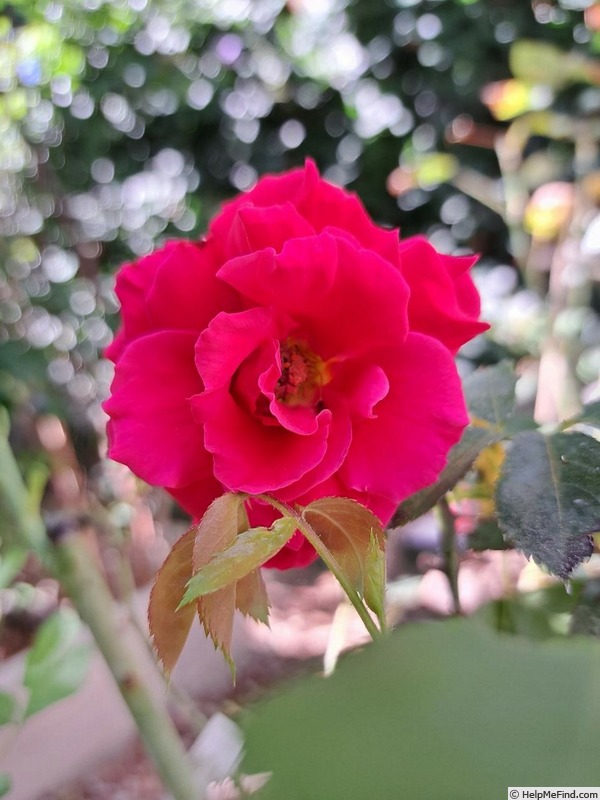 'Docteur Watson' rose photo