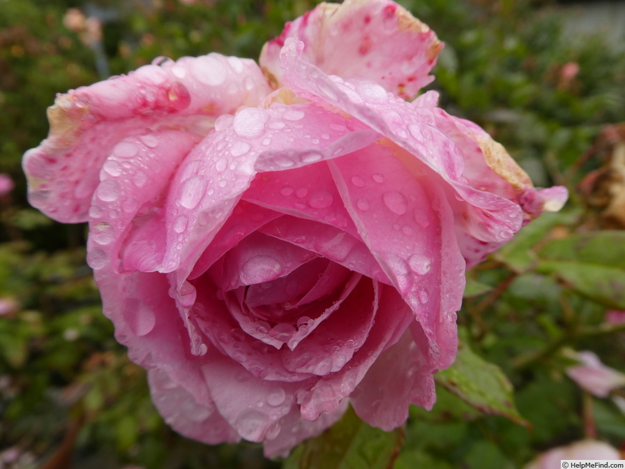 'Kölner Flora ®' rose photo