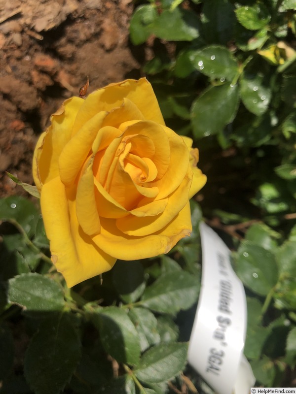 'Gilded Sun' rose photo