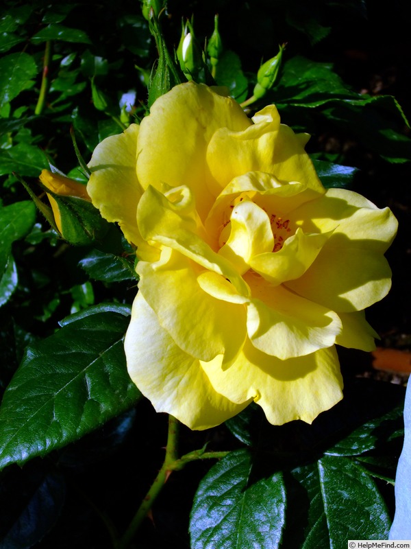 'Elbegold' rose photo
