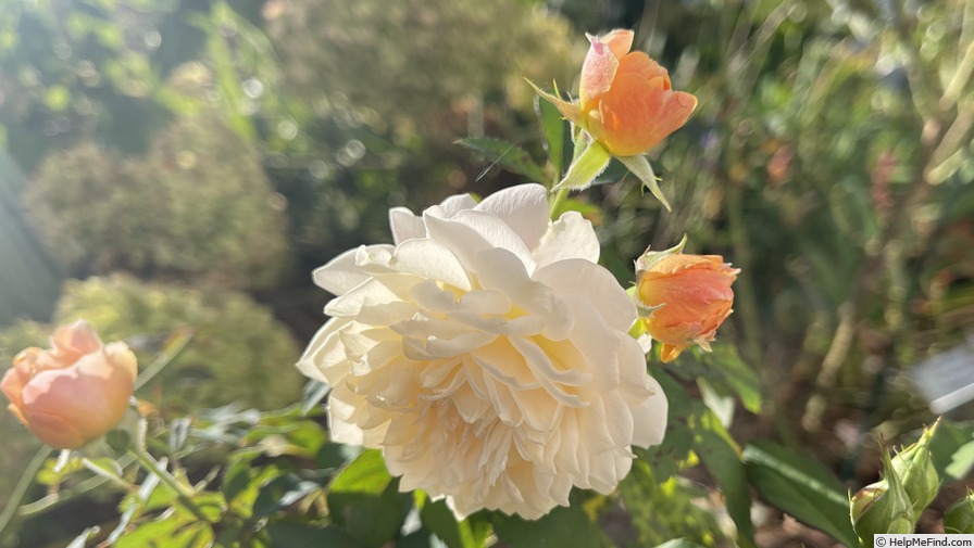 'Jeri Jennings' rose photo