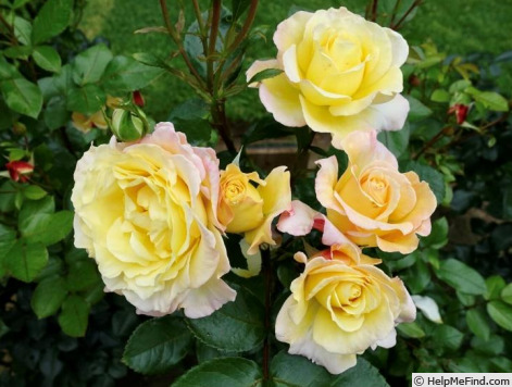 'Brian Stead' rose photo