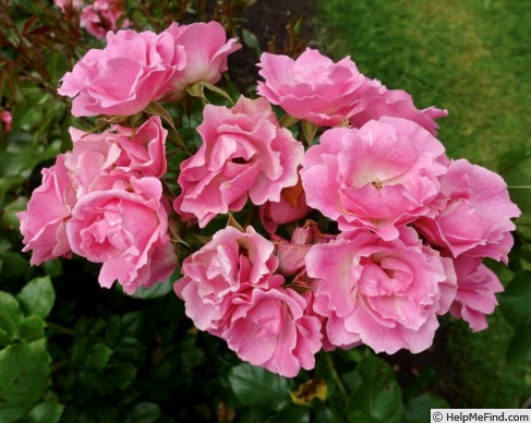 'Roselina ® (floribunda, Kordes, 2007)' rose photo