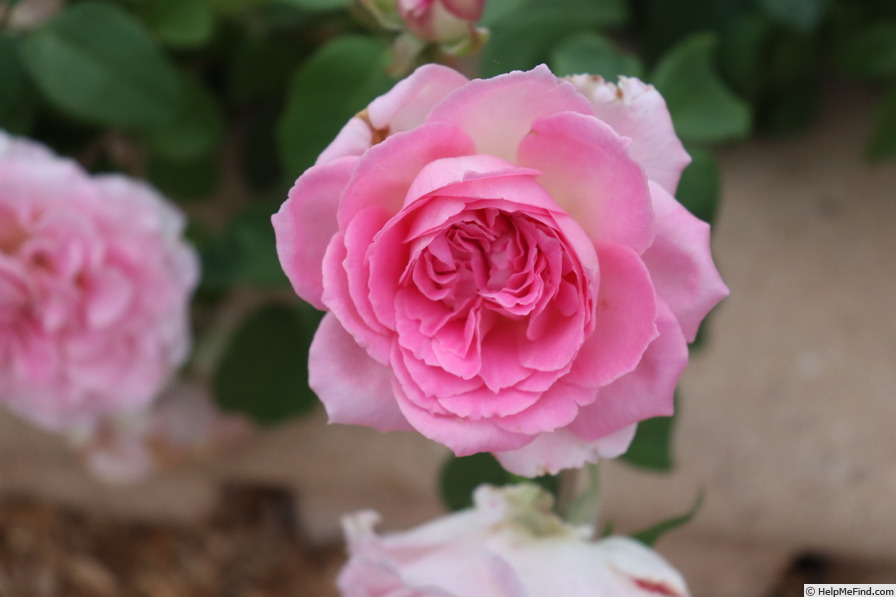 'Hans Heysen' rose photo