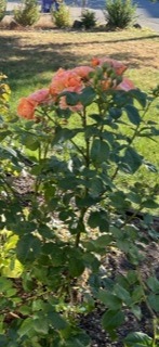 'Brenda Viney' rose photo