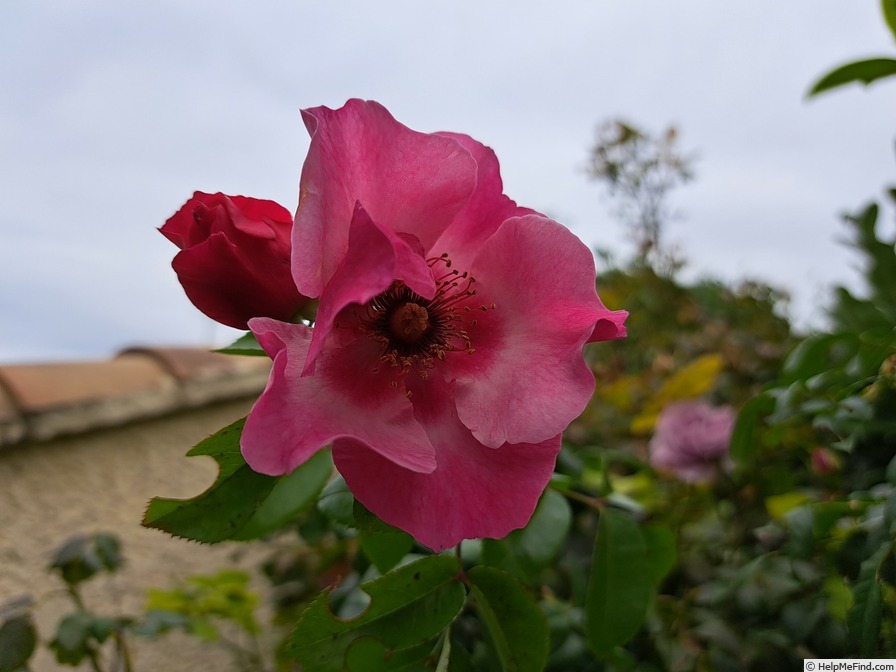 'Peace and Love ® (hybrid hulthemia, Warner, 2006)' rose photo