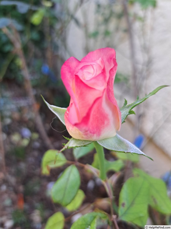 'La Garçonne ®' rose photo