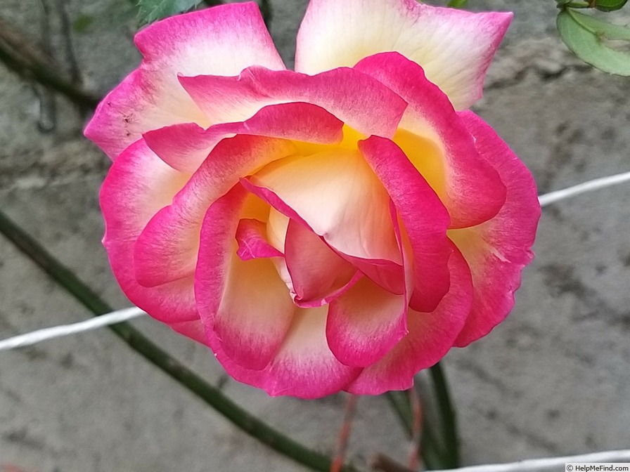 'Sweet Delight ®' rose photo