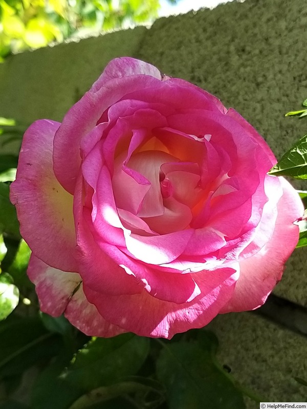 'Sweet Delight ®' rose photo