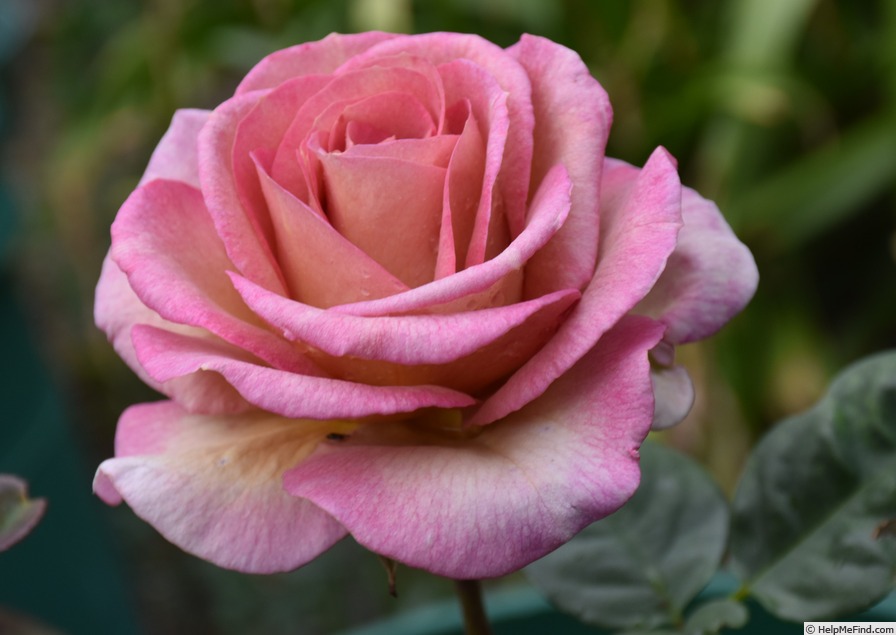 'Spiced Coffee (Hybrid Tea, McGredy, 1985)' rose photo