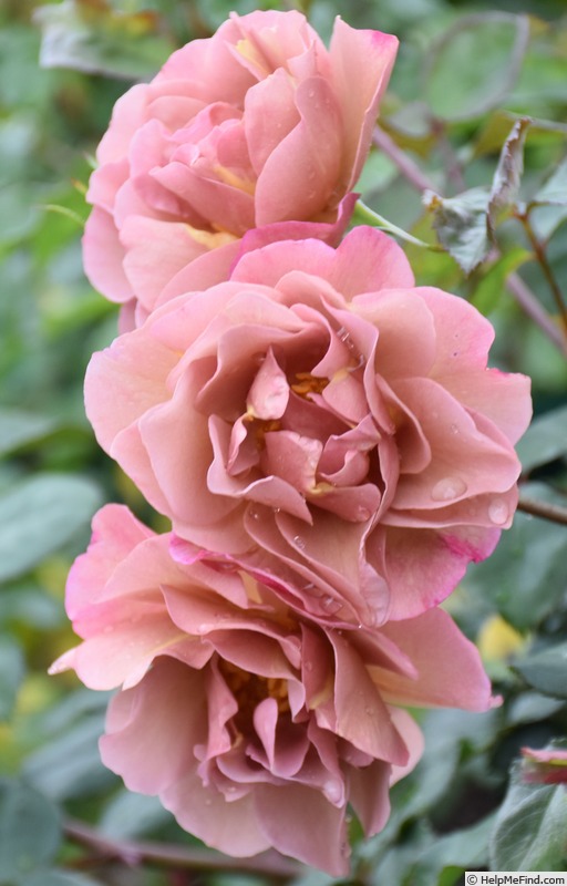 'Lavender Pinocchio (Floribunda, Boerner, 1948)' rose photo