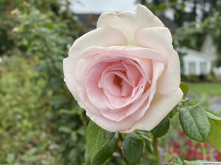 'Francis Meilland' rose photo