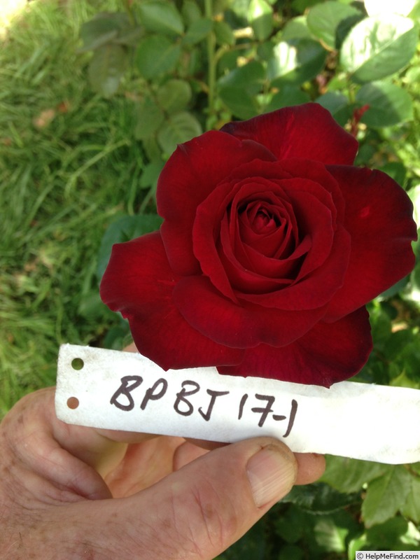 'BPBJ17-1' rose photo