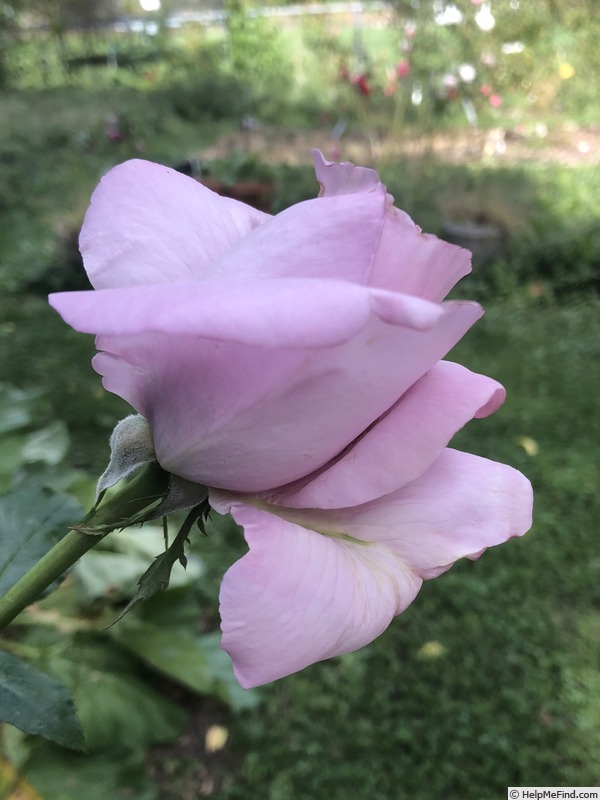 'Le Petite Prince' rose photo
