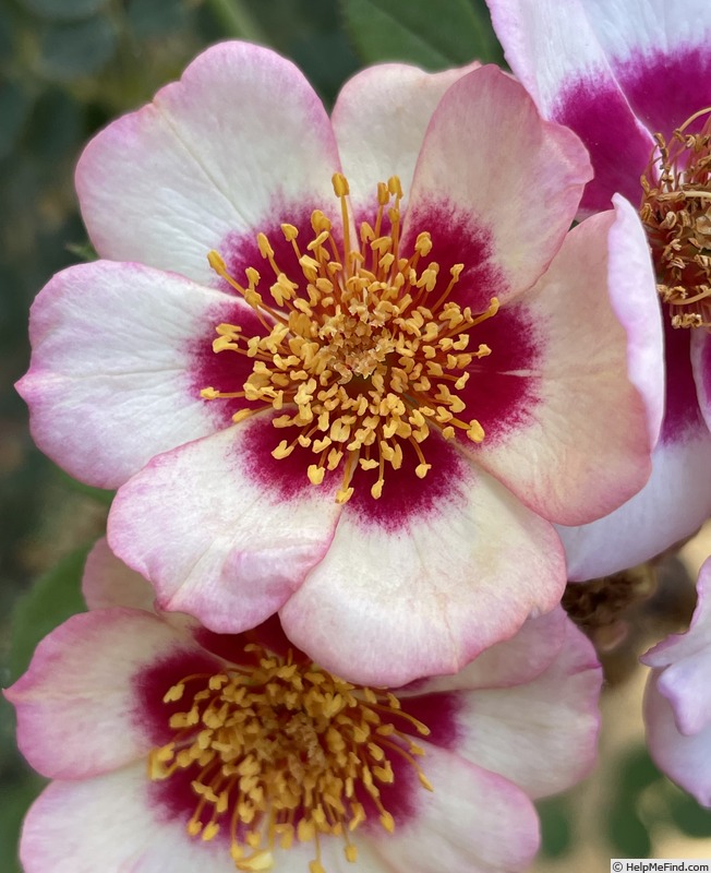 'Diane Sommers' rose photo