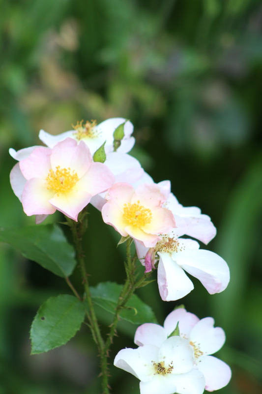 'Smarty ® (shrub, Ilsink 1977)' rose photo