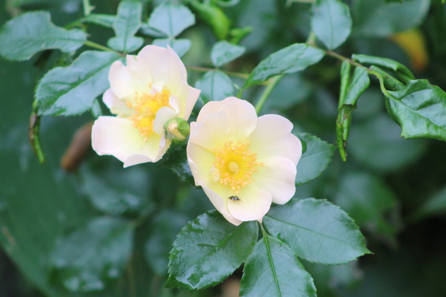 'Lemon Meidiland' rose photo
