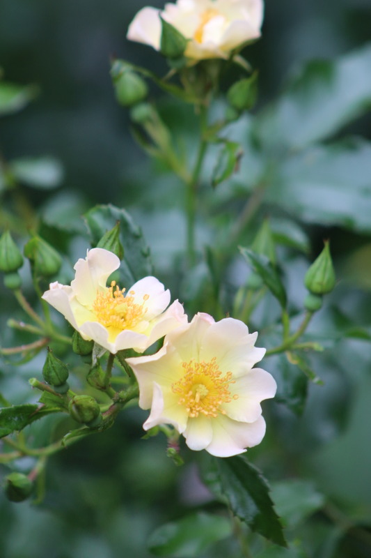 'Lemon Meidiland' rose photo