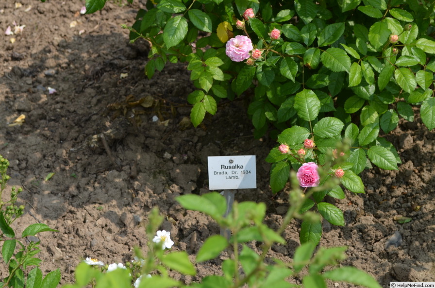 'Rusalka' rose photo