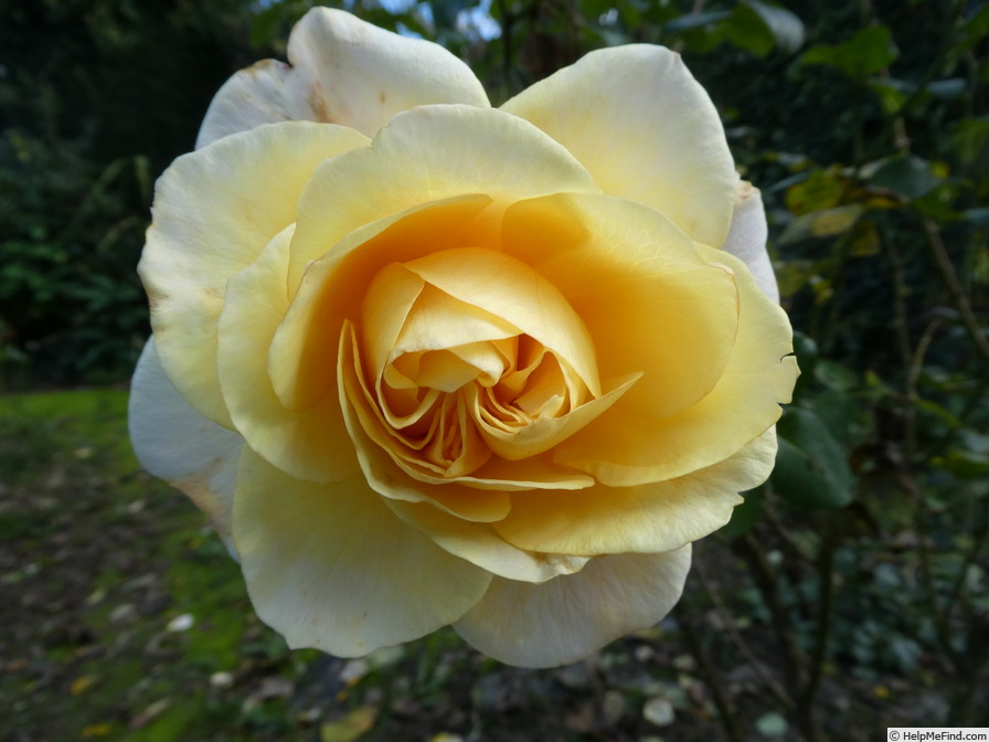'Oh Happy Day ®' rose photo