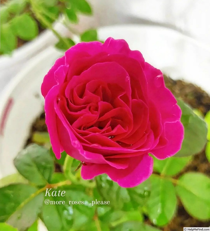 'Kate (florists rose, Austin, 2011/14)' rose photo