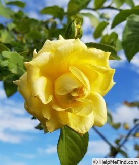 'Our Sunny Son' rose photo