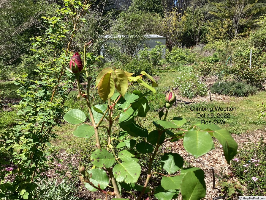 'Climbing Wootton' rose photo